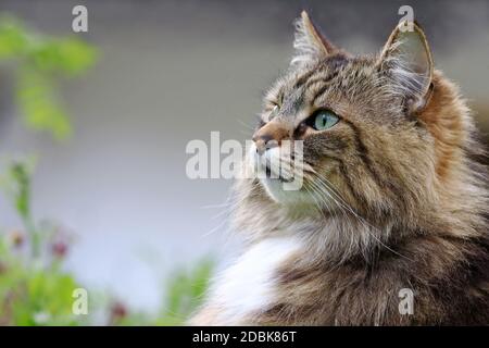 Das Gesicht einer ziemlich neugierigen Norwegischen Waldkatze in Der Garten Stockfoto