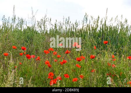 Rote Mohnblumen am Rand eines Getreidefeldes Stockfoto