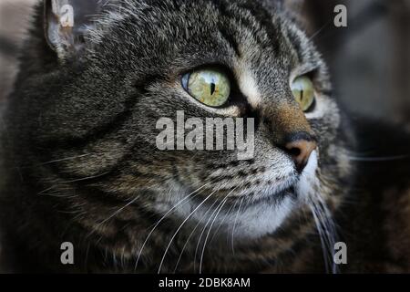 Das Gesicht einer hübschen braun-schwarzen Katze mit grünen Augen Stockfoto