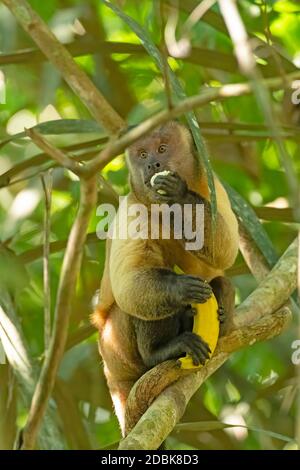 Kapuzineraffen essen eine Banane, während sie eine andere im Amazonas-Regenwald in der Nähe von Alta Floresta, Brasilien Stockfoto