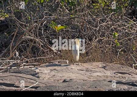 Gedeckter Reiher an einem Amazonas-Regenwald-Flussufer in der Nähe von Alta Floresta, Bazil Stockfoto