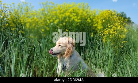 Golden Retriever Mix sitzt auf einer Wiese Stockfoto