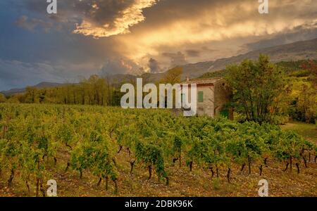 Weinberge in Frankreich, Herbst, Drome, Wein Clairette de sterben Stockfoto