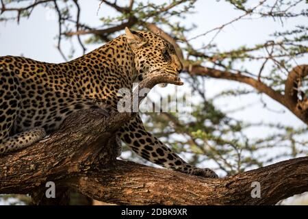 Ein Leopard ruht auf einem Ast eines Baumes Stockfoto