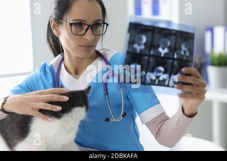 Tierarzt untersucht das Röntgenbild neben der Katze. Stockfoto