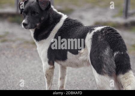 Ein streunender Hund steht auf der Straße und schaut sich um Stockfoto