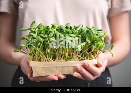 Weibliche Farmerin hält Sonnenblume mikrogrünen Sprossen in einer Holzkiste Stockfoto