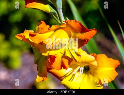 Iris variegata bekannt als ungarische Iris im britischen Park - London, Großbritannien Stockfoto