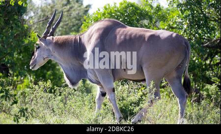 Die Elands die größte Antilope in Kenias Savanne Stockfoto