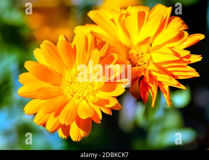 Calendula officinalis bekannt als Ringelblume, Ruddles, gemeine oder schottische Ringelblume Stockfoto