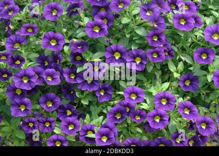 Zaubergloeckchen (Calibrachoa CELEBRATION' Velvet Blue') Stockfoto