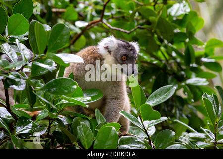 Der Lemur auf einem Baum, zwischen dem Laub in einem Regenwald in Madagaskar Stockfoto