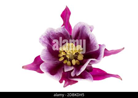 Blume von Aquilegia vulgaris isoliert auf weißem Hintergrund, Nahaufnahme Stockfoto