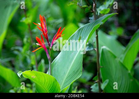 Eine schöne rote Blume inmitten von grünem Laub und Blättern Stockfoto