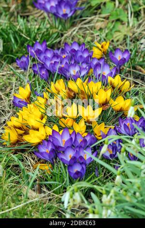 Fruehlingskrokus, Krokus Siebold. Stockfoto