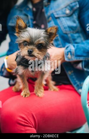 Liebenswert yorkshire Terrier Welpe auf den Beinen seines Besitzers. Menschen, die nicht erkennbar sind Stockfoto