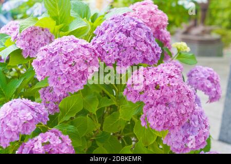 Hortensie-Bild. Aufnahmeort: Kamakura, Präfektur Kanagawa Stockfoto