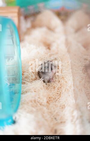 Dungarian Hamster Bild. Drehort: Yokohama-Stadt kanagawa Präfektur Stockfoto