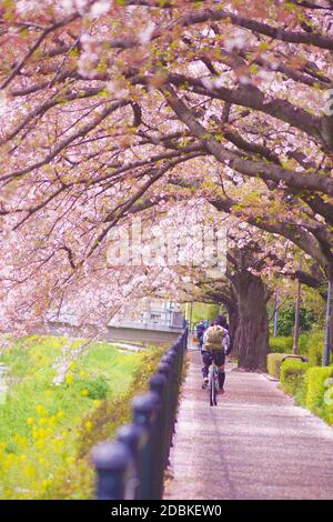 Menschen, die mit dem Fahrrad auf dem Bürgersteig des Kirschbaums laufen Stockfoto