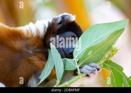 Ein Sifaka Lemur, der sich in der Baumkrone bequem gemacht hat Stockfoto