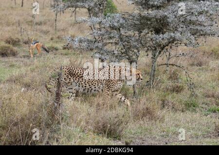 Afrika, Kenia, Ol Pejeta Conservancy. Gepard (WILD: Acinonyx jubatus) bedrohte Art mit Schwarzrückenschakal, auch bekannt als Silberrückenschakal. Stockfoto