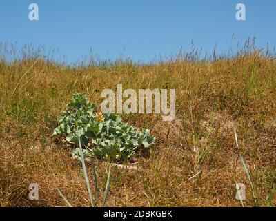 Schöne Seetauchpalme (Eryngium maritimum) auf einer Düne, bedrohte Pflanzenarten Stockfoto