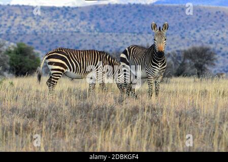 Bergzebras im Mountain Zebra National Park, Südafrika Stockfoto