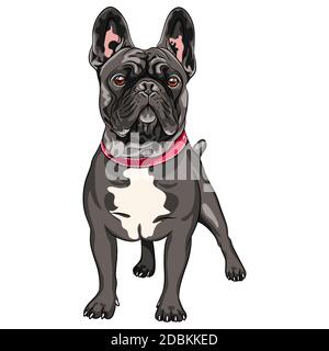 Vector schwarzer Hund Französisch Bulldog Rasse stehend, die häufigste Färbung Stockfoto