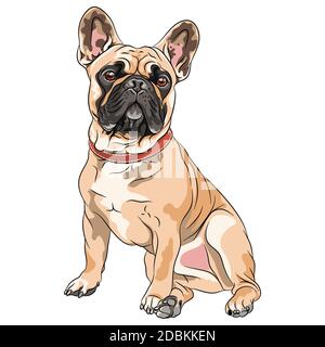 Vector Fawn Hund Französisch Bulldog Rasse sitzen, die häufigste Färbung Stockfoto
