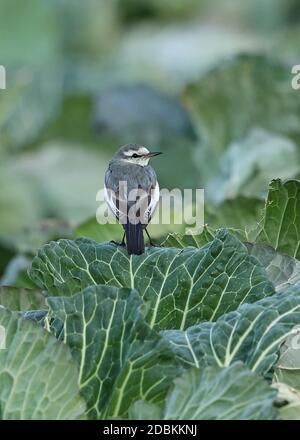 Bachstelze (Motacilla alba) erste Winter stehen auf Cabbage crop Honshu, Japan Februar Stockfoto