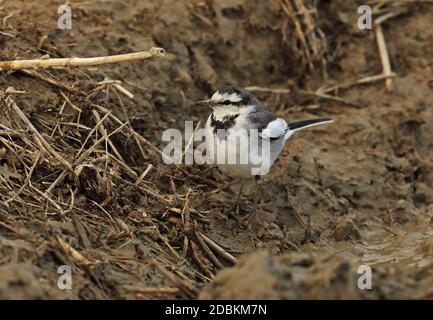 Weißer Wagtail (Motacilla alba) erster Winter steht im gepflügten Feld Kyushu, Japan März Stockfoto