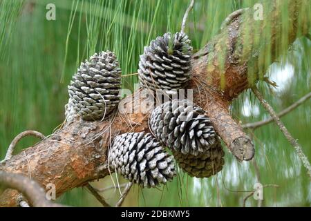 Jelote-Kiefer (Pinus patula) Stockfoto