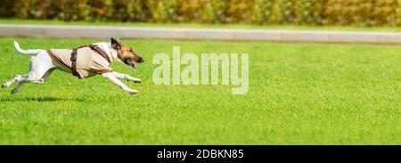 Ein Hund läuft nach einem Tennis ball, das Spiel Stockfoto