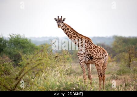 Giraffen stehen zwischen Busch und Bäumen in der Savanne Kenias Stockfoto