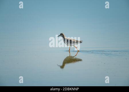 Unreife Rüsche wackert durch Untiefen mit Reflexion Stockfoto