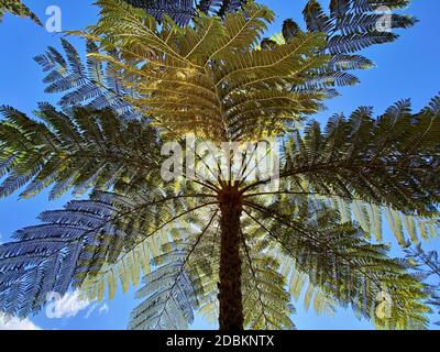 Palme in Monte Palace Tropical Garden, Madeira. Stockfoto