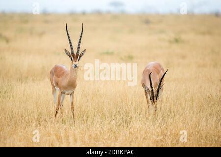 Einige Antilopen im Grasland der Savanne Kenias Stockfoto