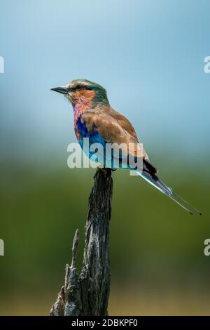 Fliederwalze auf totem Baumstumpf nach links Stockfoto