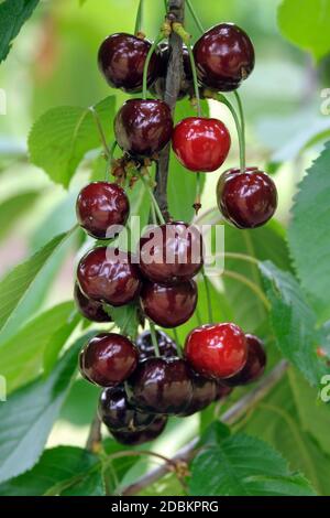 Suesskirsche (Prunus avium 'Braune Leberkirsche') Stockfoto