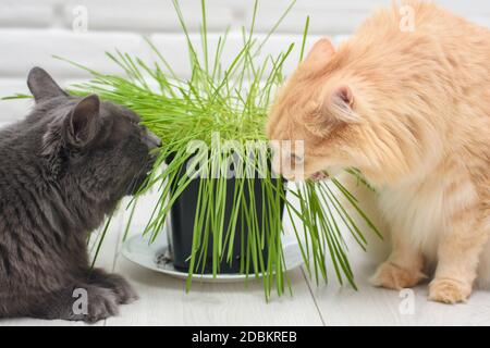Zwei Katzen essen Hafer, die in einem Topf gekeimt sind Stockfoto