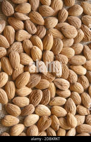 Mandel (Prunus dulcis) Stockfoto