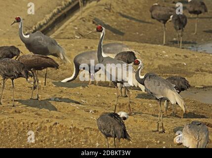 Weißnappenkrane (Antigone vipio) & Kapuzenkrane (Grus monacha). Gruppe auf der Sternwarte Arasaki Crane Observatory, Kyushu, Japan März Stockfoto