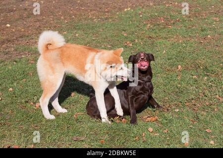 Labrador Retriever Welpe und akita Inu Welpe spielen im Herbstpark. Haustiere. Reinrassig. Stockfoto