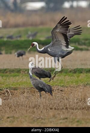 Weißer Kranich (Antigone vipio) & Kapuzenkranich (Grus monacha). Erwachsener Weißnagelkranich, der auf dem Arasaki Crane Observatory, Kyushu, Japan, aufspringt März Stockfoto