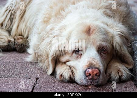 Ein trauriger und schmutziger goldener Retriever liegt draußen auf einer nassen Pflasterplatte Stockfoto