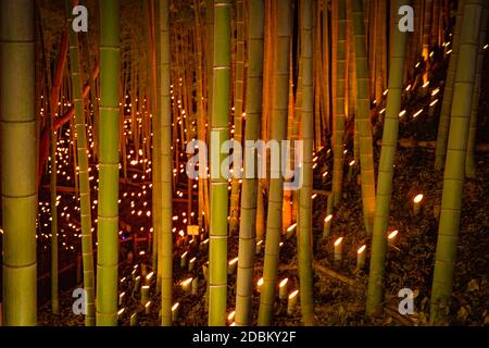 Licht-up mit kleinem Durchmesser des Bambushains (kleiner Schreibtisch Burg Wald der Bürger). Drehort: Yokohama-Stadt kanagawa Präfektur Stockfoto