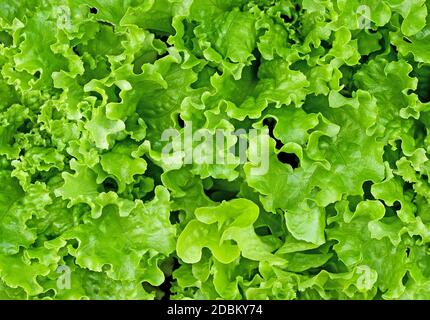 Nahaufnahme von gemischten grünen Schnitt und kommen wieder Salatblätter wachsen im englischen Garten. Stockfoto