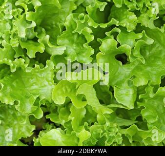 Nahaufnahme von gemischten grünen Schnitt und kommen wieder Salatblätter wachsen im englischen Garten. Stockfoto