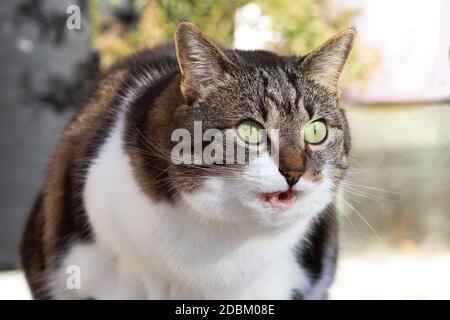 Eine kleine fette Katze macht einen überraschten Gesichtsausdruck Stockfoto