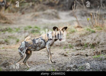 Afrikanischer Wildhund (Lycaon pictus) oder bemalter Hund, South Luangwa National Park, Mfuwe, Sambia, Afrika Stockfoto